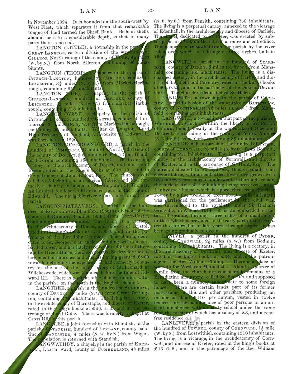 Monstera Leaf 1, Green on White, Antiquarian Book Prints, Art Print